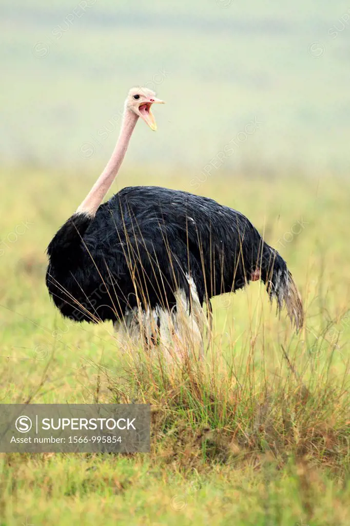 Ostrich Struthio camelus