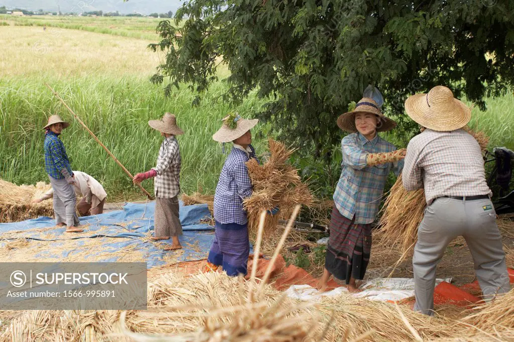 Reaping the harvest, Lake Inle, Nyaungshwe, Shan State, Myanmar, Burma, Asia