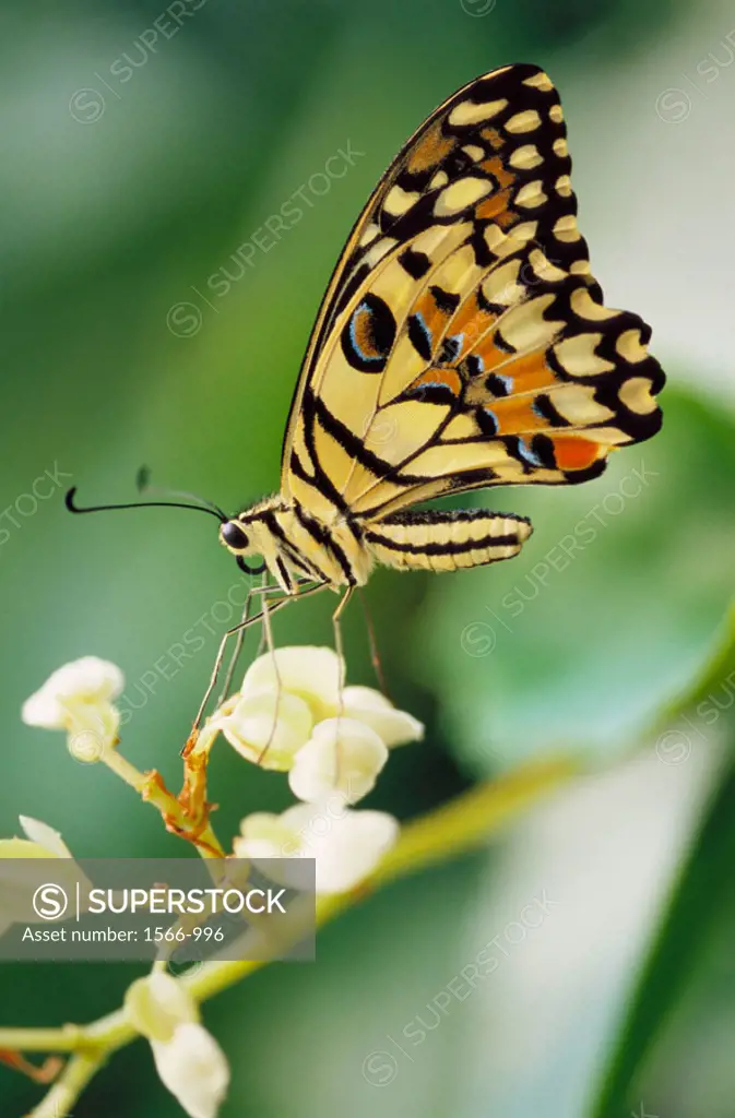 Swallowtail butterfly (papilio demdeus).