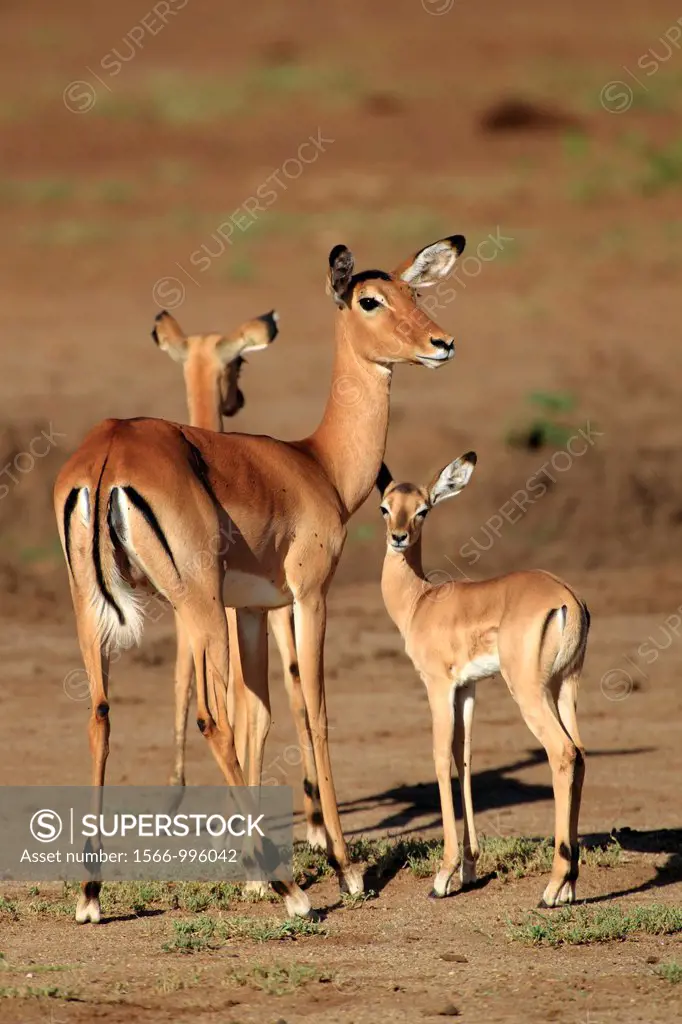 Male and young´s of Impala, Aepyceros melampus