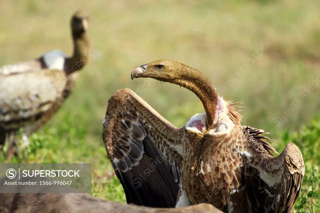 Ruppell´s Vulture Gyps ruppellii Feeding on a carcass