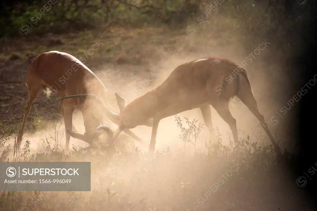 Two Impala fighting. Aepyceros melampus