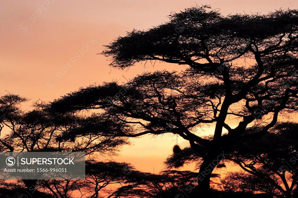 Sunset in Serengeti