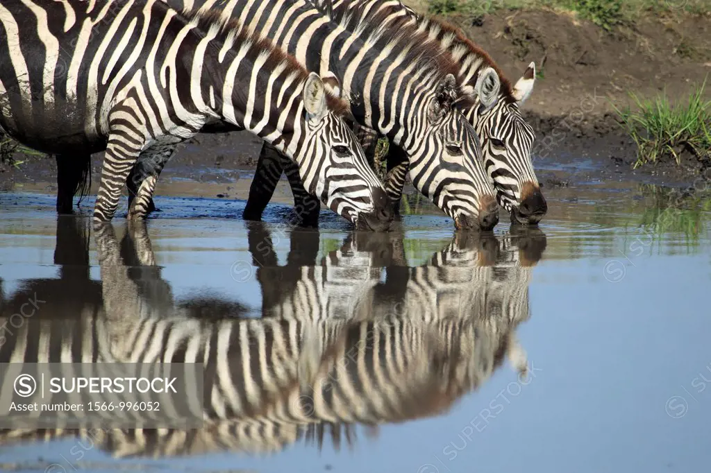 Group of Grévy´s zebra drinking in the water. Equus zebra.