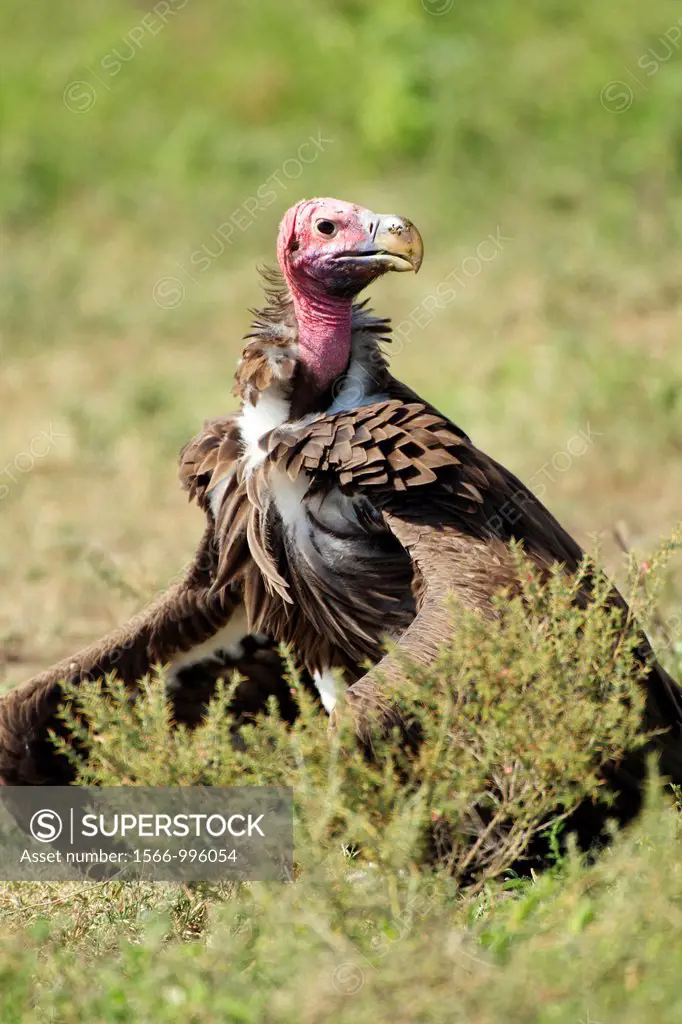 Lappet-faced vultures Torgos tracheliotus