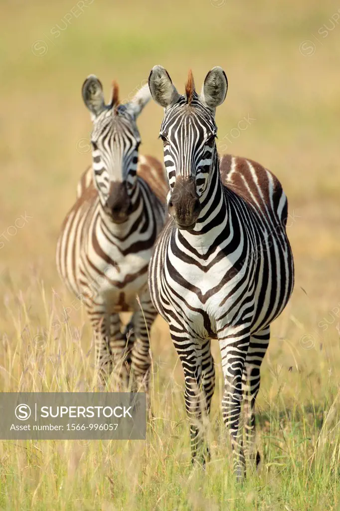 Couple of Grévy´s zebra. Equus zebra.