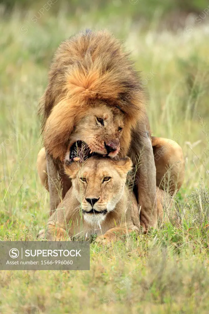 Big couple of lions during copulation. Panthera leo.