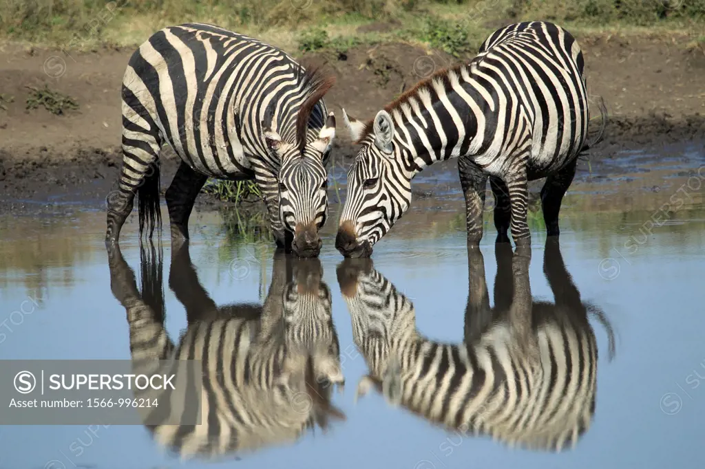 Group of Grévy´s zebra drinking in the water. Equus zebra.