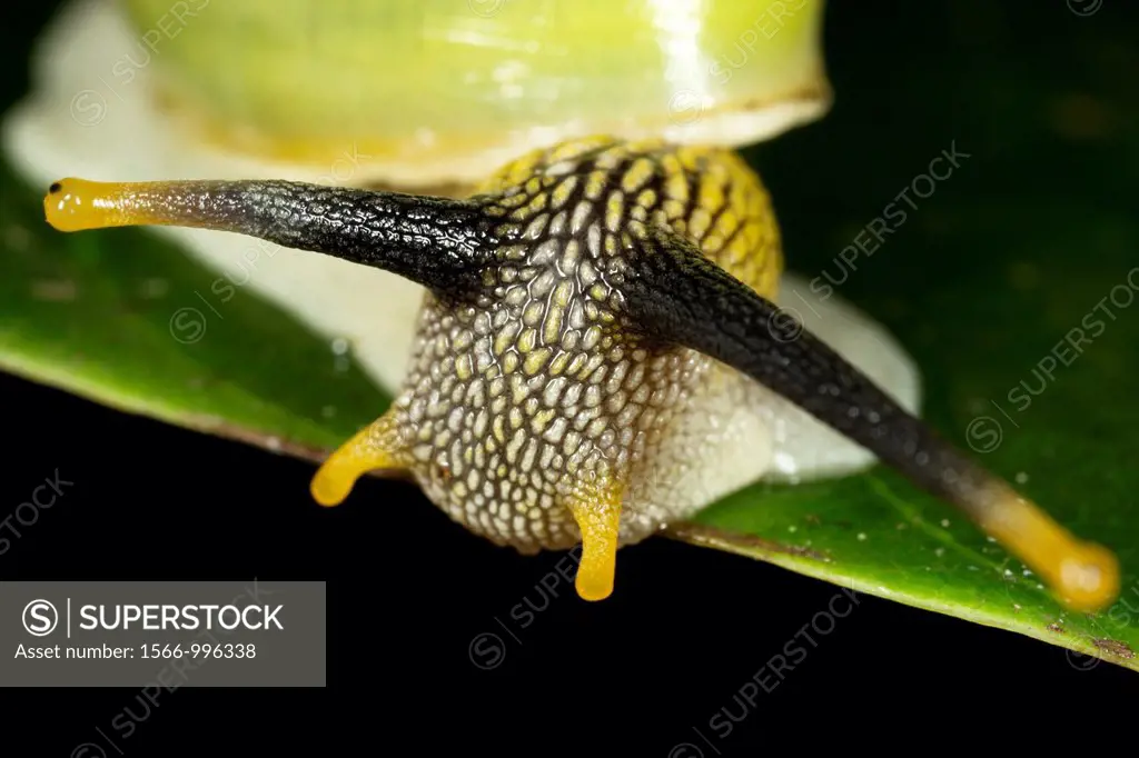 Garden snail in close-up