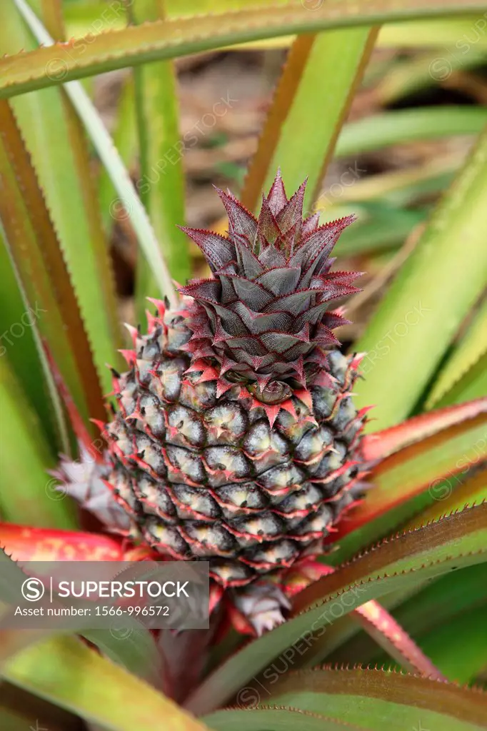Pineapple, tropical fruit, Moron, Cuba