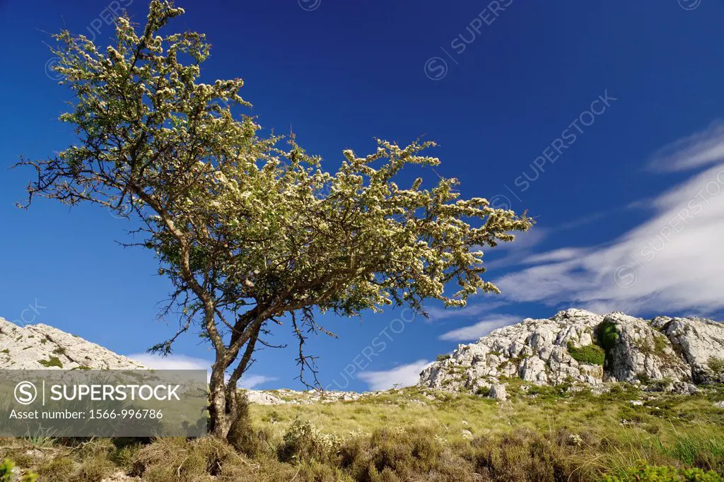 Yew, Taxus baccata, Puig des Teix, 1064 mts Sierra de Tramuntana, Majorca, Balearic Islands Spain