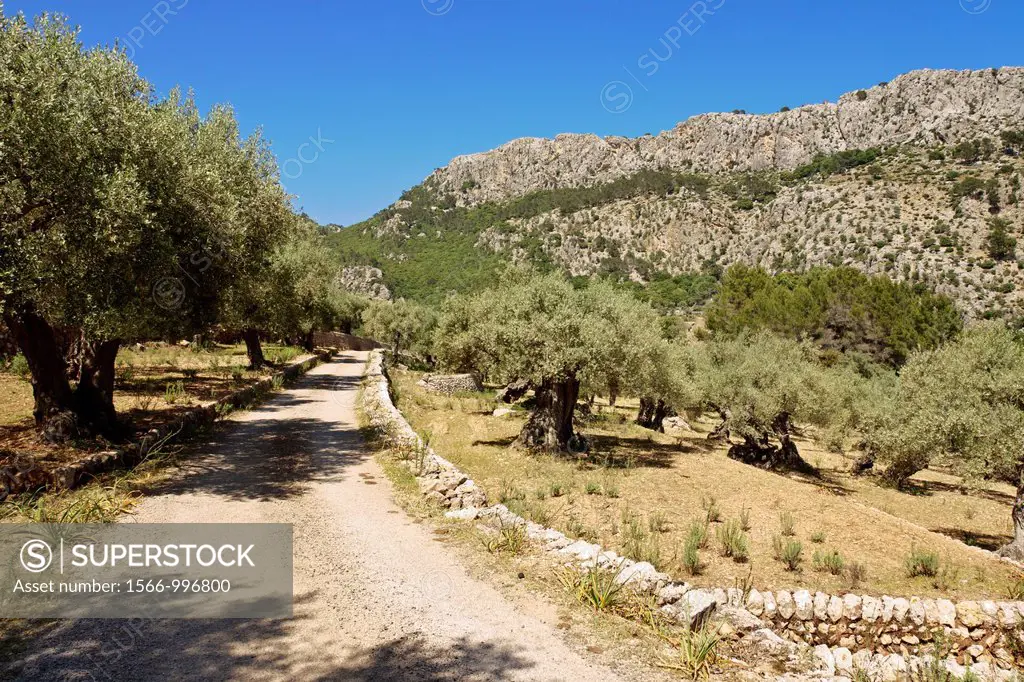 Pastoritx, Valldemossa, Sierra de Tramuntana, Majorca, Balearic Islands Spain