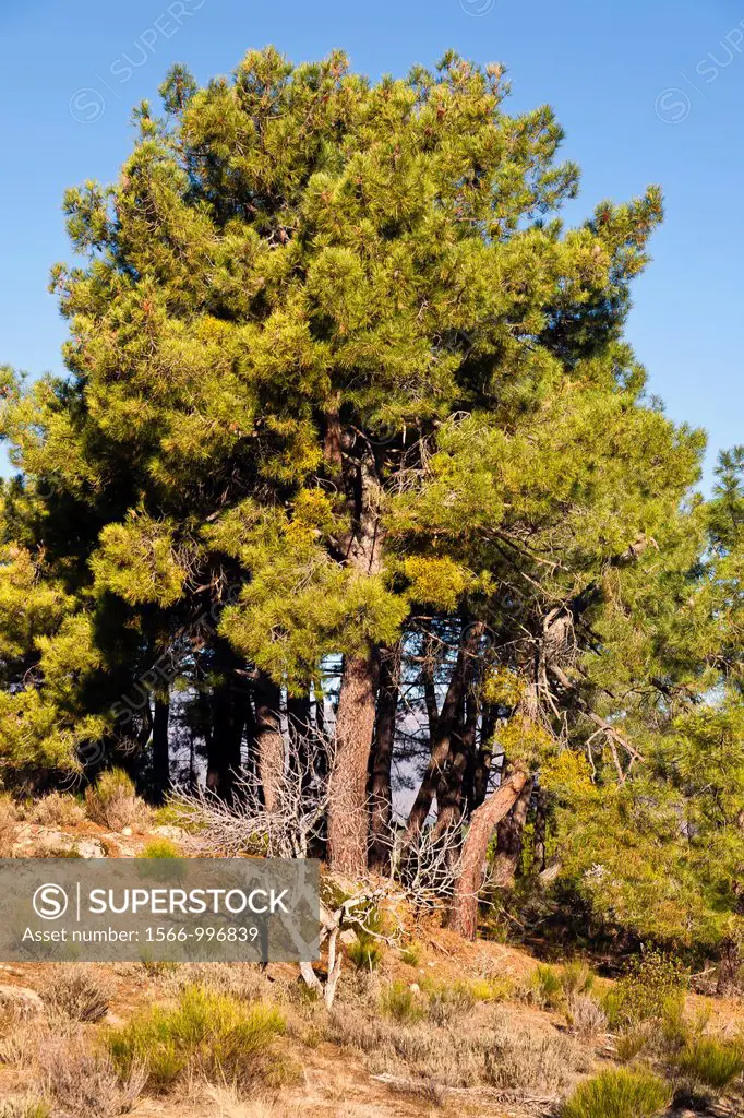 Pines in Cadalso de los Vidrios  Madrid  Spain
