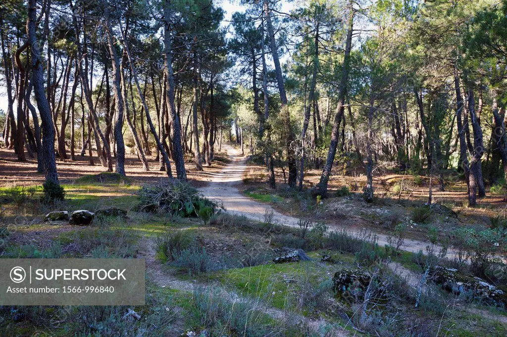 Road in the pinewood  Cadalso de los Vidrios  Madrid  Spain