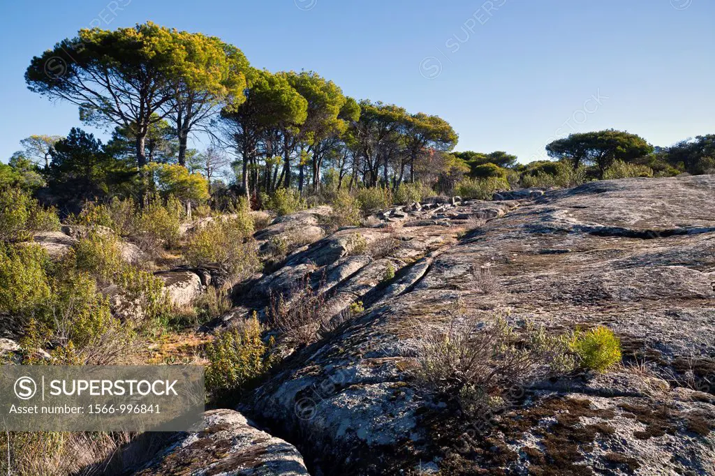 Granite and pines in Cadalso de los Vidrios  Madrid  Spain