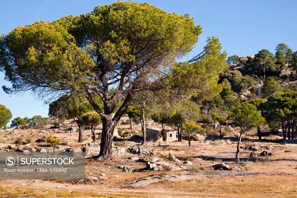Pines in Peña Halcón  Cadalso de los Vidrios  Madrid  Spain