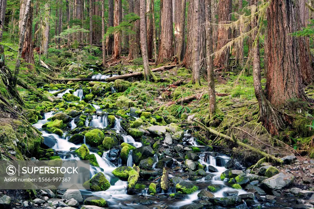 Creek near Sol Duc Falls - Olympic National Park, near Port Angeles, Washington, USA