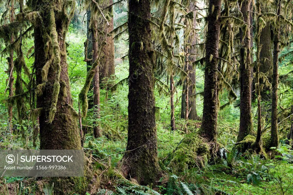 Hoh Rainforest - Olympic National Park, near Forks, Washington, USA