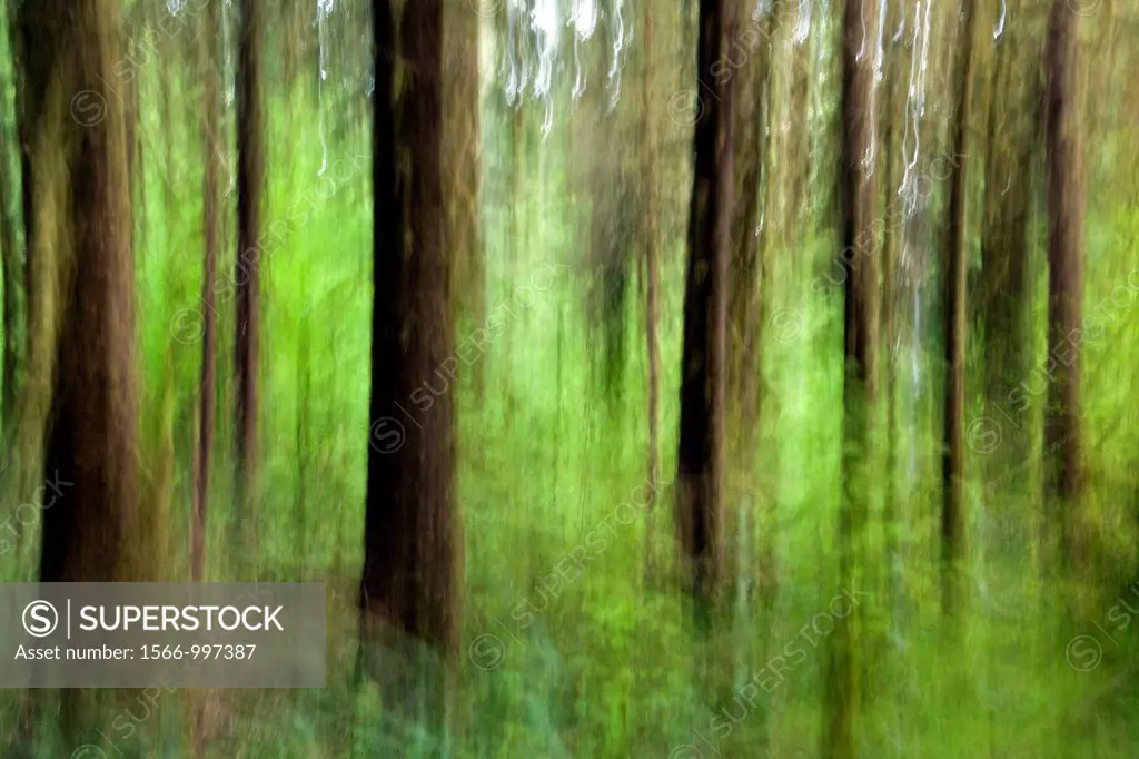 Abstract Image of Hoh Rainforest - Olympic National Park, near Forks, Washington, USA
