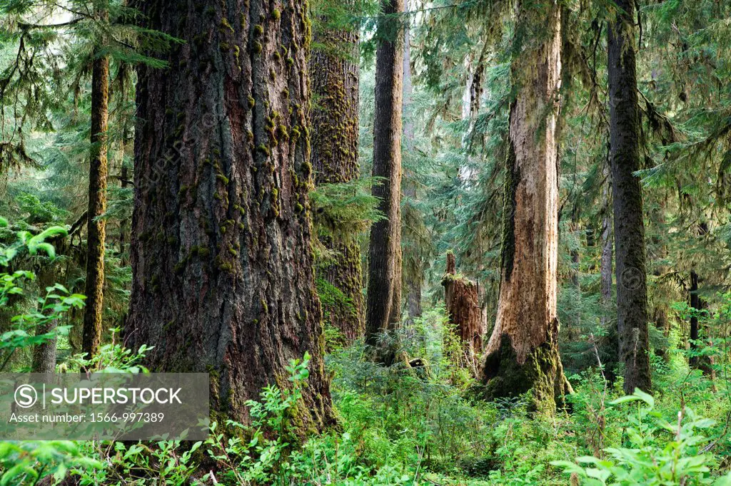 Hoh Rainforest - Olympic National Park, near Forks, Washington, USA