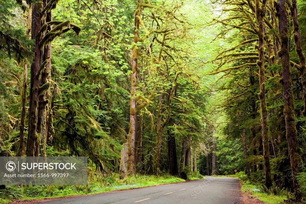 Road through lush Forest by Crescent Lake - Olympic National Park near Port Angeles, Washington USA