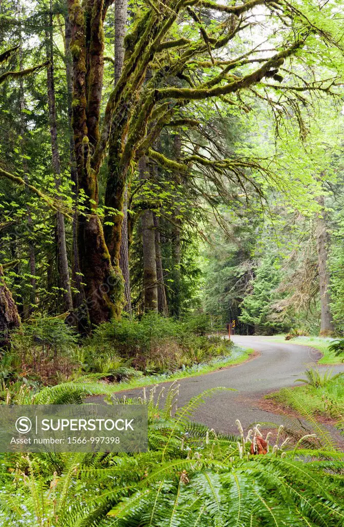 Road through lush Forest by Crescent Lake - Olympic National Park near Port Angeles, Washington USA