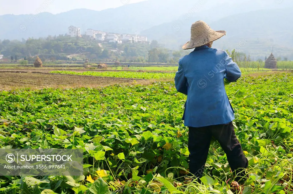 Man harvesting potatoe leaves for pig feed on valley farmland at Yanggancun China