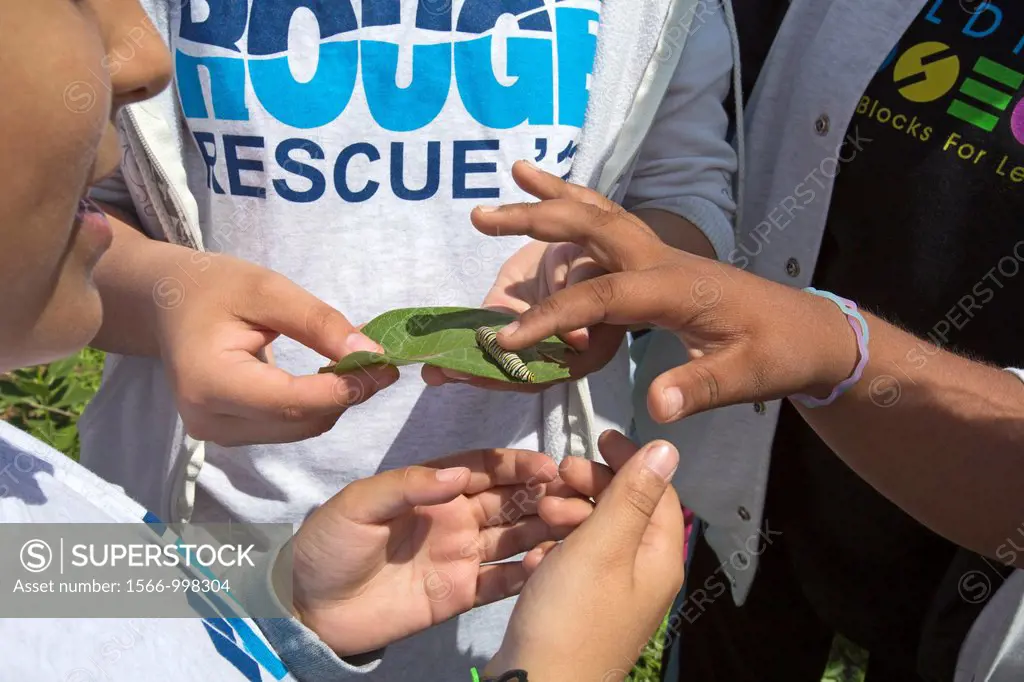 Detroit, Michigan - Students from Neinas elementary school examine a monarch caterpillar they found on a milkweed plant in Rouge Park