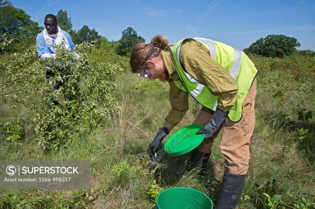 Detroit, Michigan - Volunteers remove invasive buckthorn from a prairie habitat in Rouge Park  After cutting the stems, a chemical control agent was a...