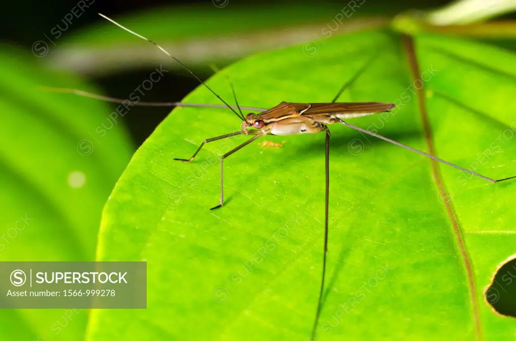 Assassin bug. Image taken at Kampung Skudup, Sarawak, Malaysia.