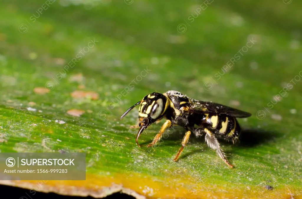 Wasp. Image taken at Stutong Forest Reserve Parks, Sarawak, Malaysia.