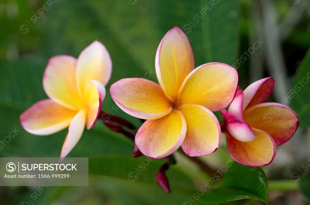 Frangipani. Image taken at Orchid Garden, Kuching, Sarawak, Malaysia.