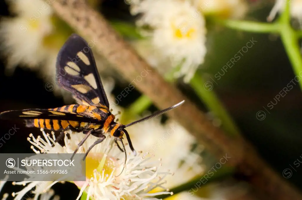 Tiger moth. Image taken at Stutong Forest Resevre Parks, Sarawak, Malaysia.
