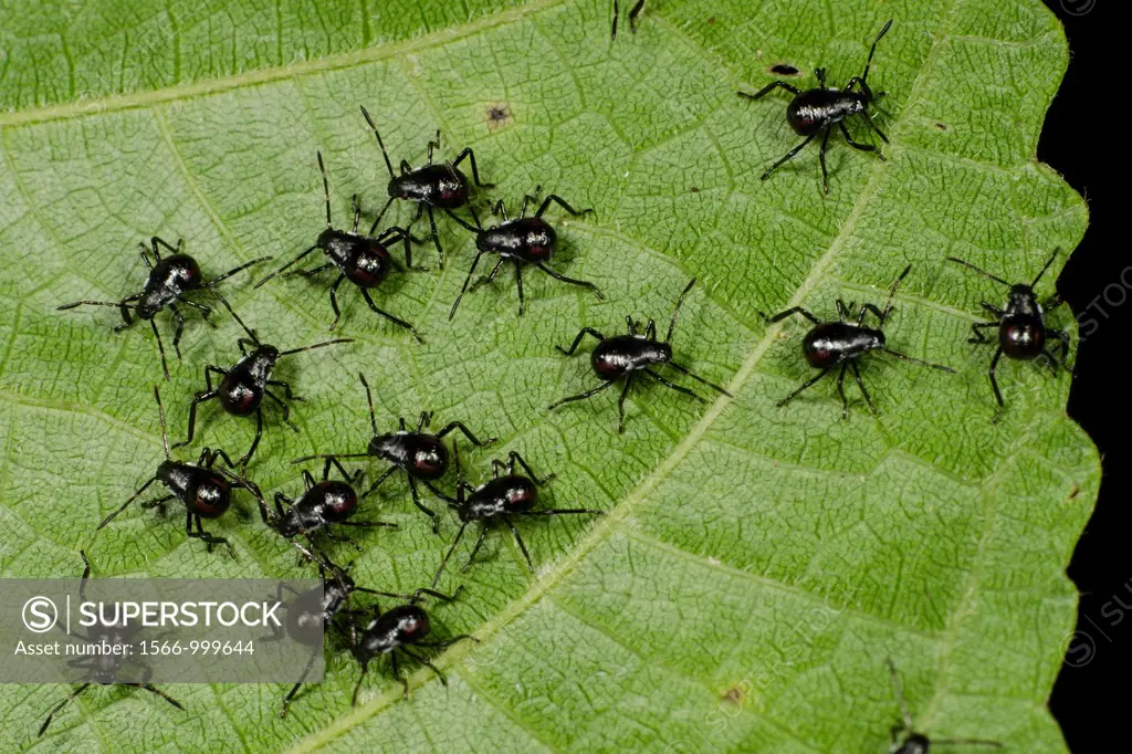 New born stink bugs. Image taken at Kampung Skudup, Sarawak, Malaysia.