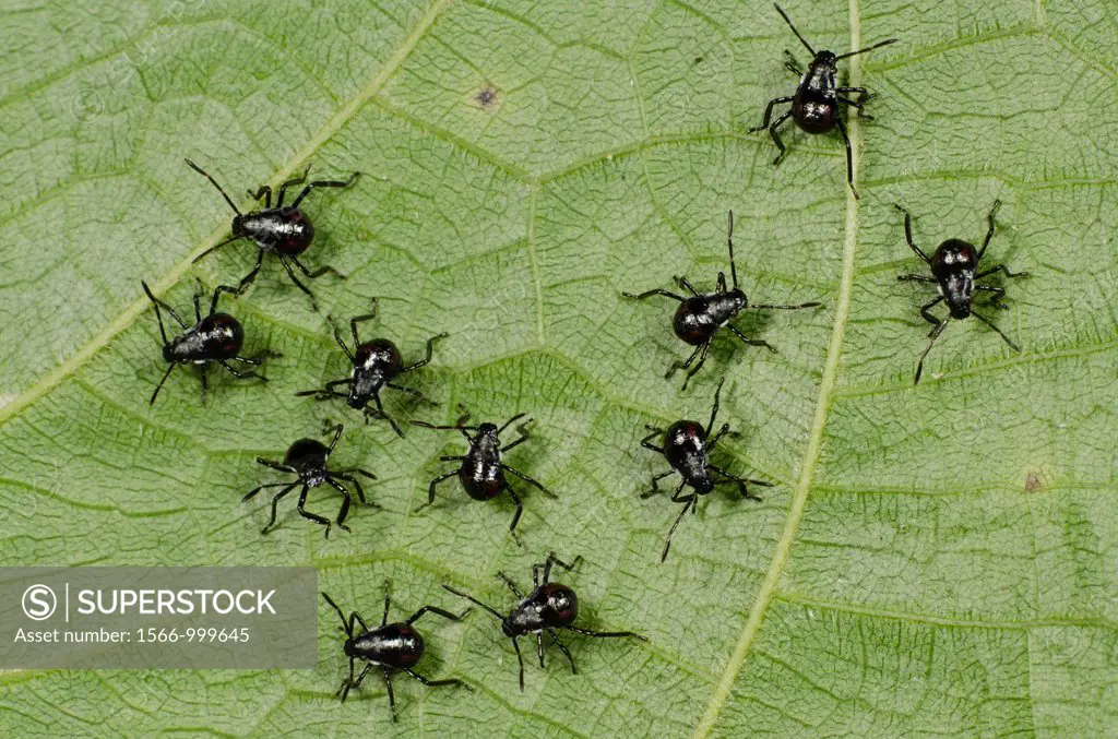 New born stink bugs. Image taken at Kampung Skudup, Sarawak, Malaysia.