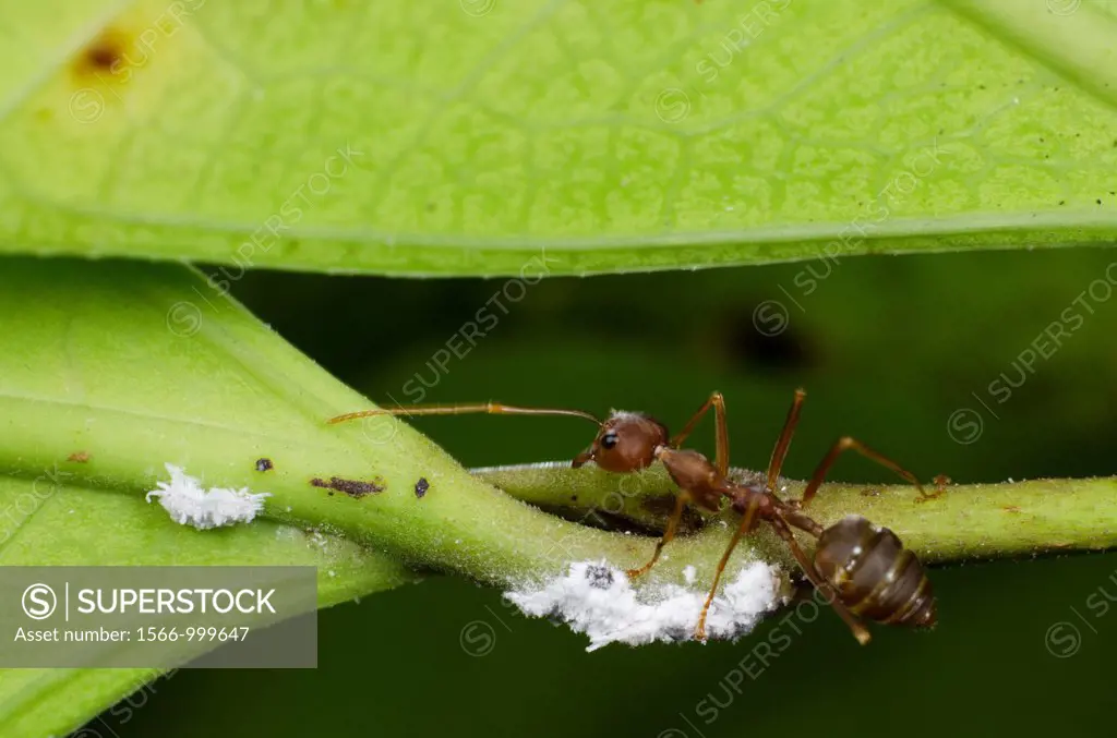 Ant takes care of the hopper. Image taken at Kampung Skudup, Sarawak, Malaysia.