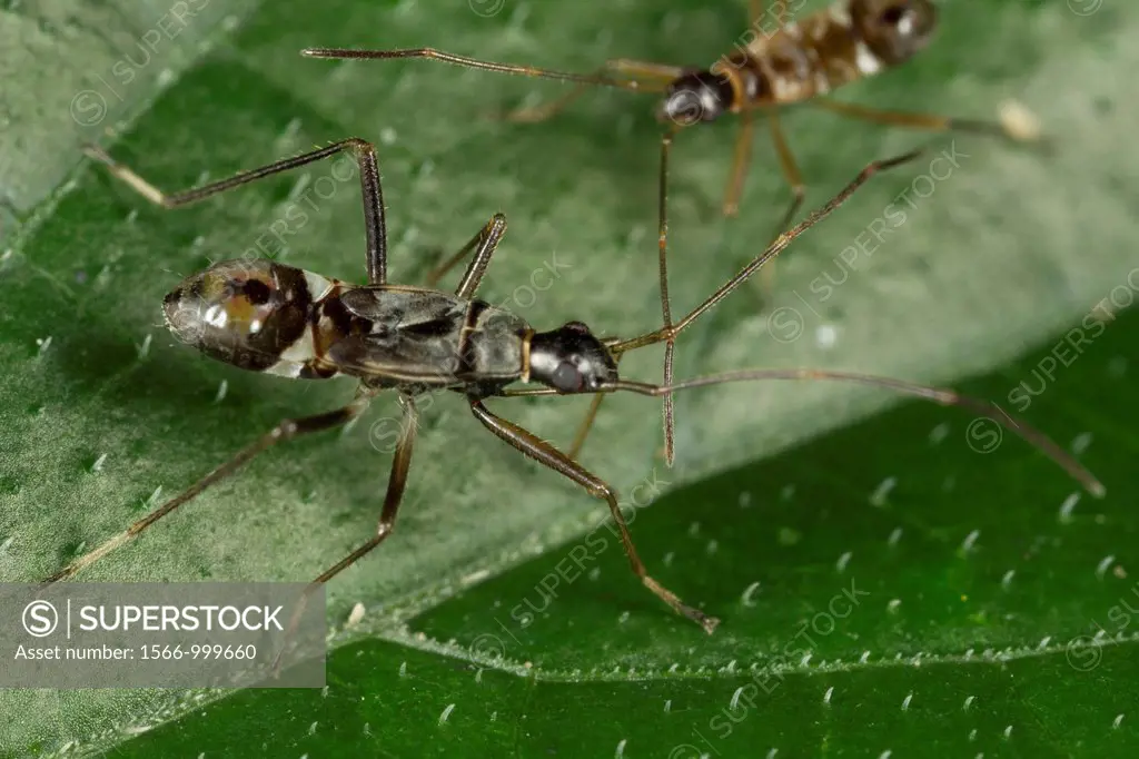 Ant mimic bug. Image taken at Kampung Skudup, Sarawak, Malaysia.