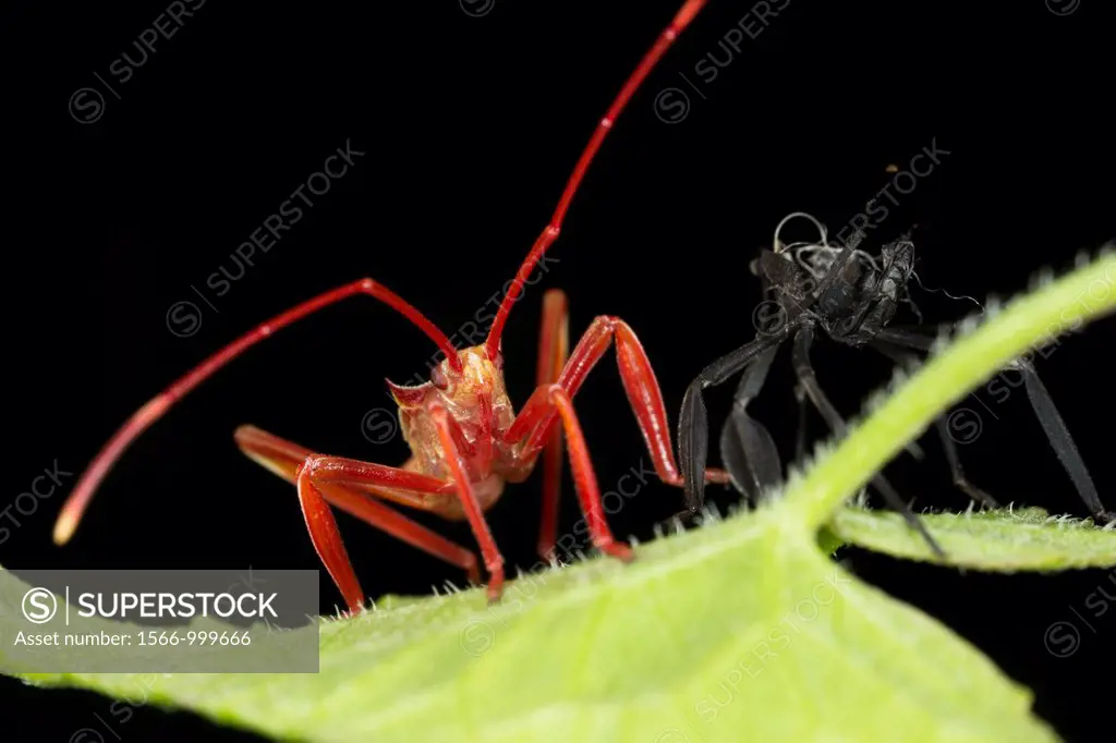 New born assassin bug. Image taken at Kampung Skudup, Sarawak, Malaysia.
