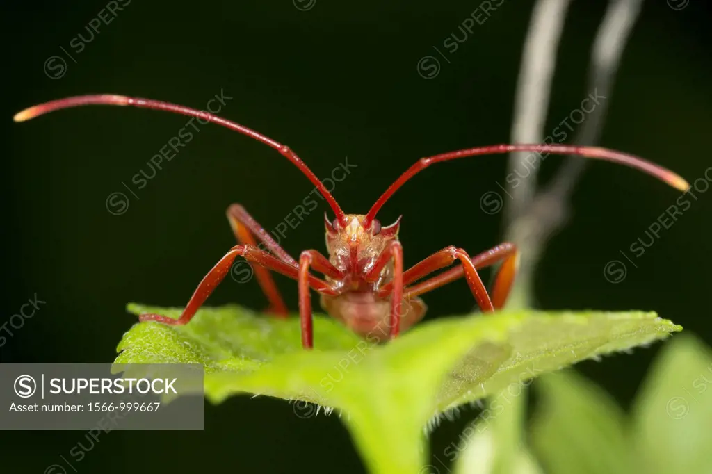 New born assassin bug. Image taken at Kampung Skudup, Sarawak, Malaysia.