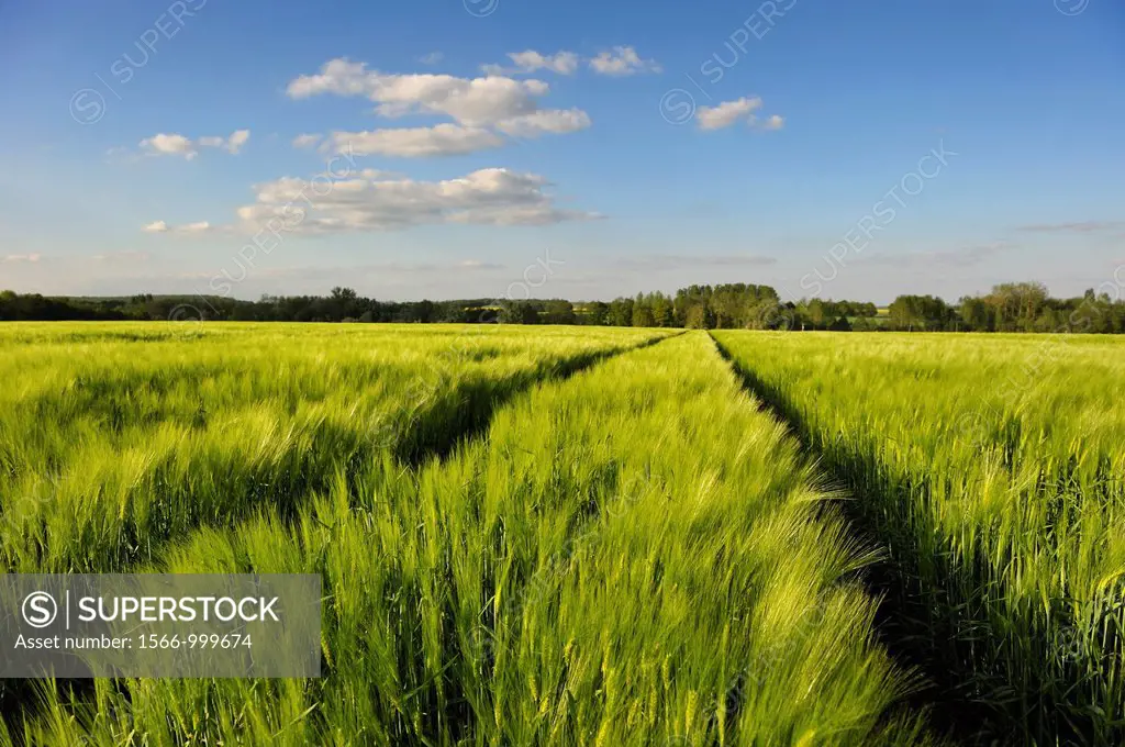 barley field, commune of Senantes, Eure-et-Loire department, Centre region, France, Europe
