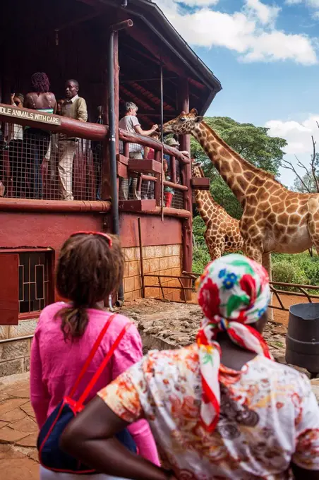 Langata Giraffe Centre, Giraffa camelopardalis ssp. rothschildi, Nairobi, Kenya.