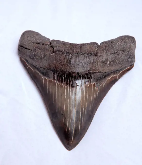 Megalodon shark teeth fossil