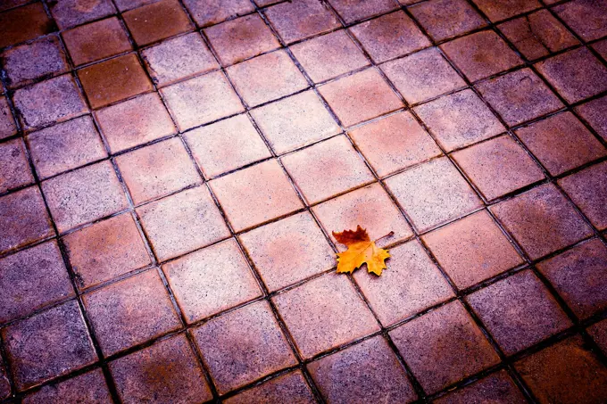 Leaf on the floor, autumn came. Segovia, Spain