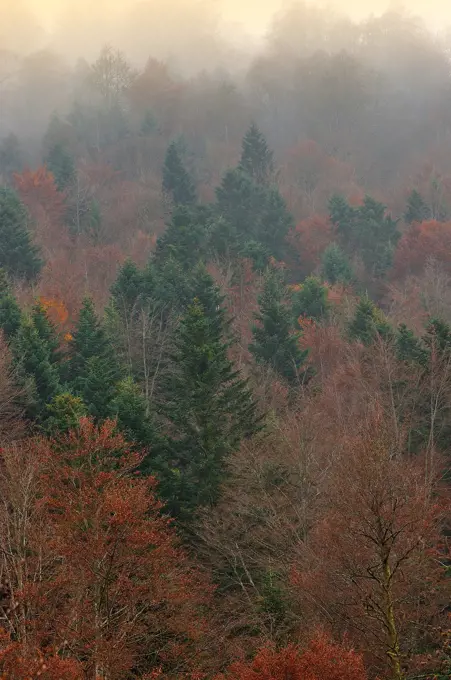 Mixed forest in winter. Coll de la Pierre St. Martin. France