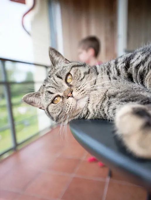 Cat on table with child in background. British shorthair cat lying on balcony table.