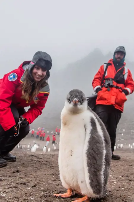 Guest from the Lindblad Expedition ship National Geographic Explorer enjoy a gentoo penguin chick at Hannah Point, Livingston Island, South Shetland I...