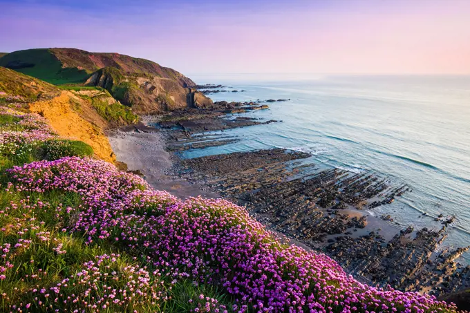 Thrift, otherwise known as Sea Pink, in flower on the coastal cliff top at Speke´s Mill Mouth, Hartland, North Devon, England.