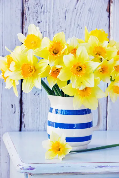 Daffodils in ceramic jug