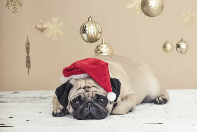 Christmas pug laying down wearing a Santa hat.