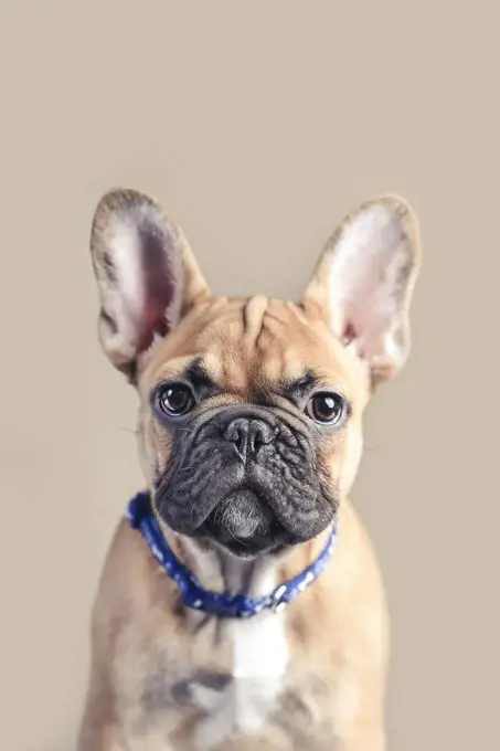 Studio portrait of a french bulldog puppy in a cream background.